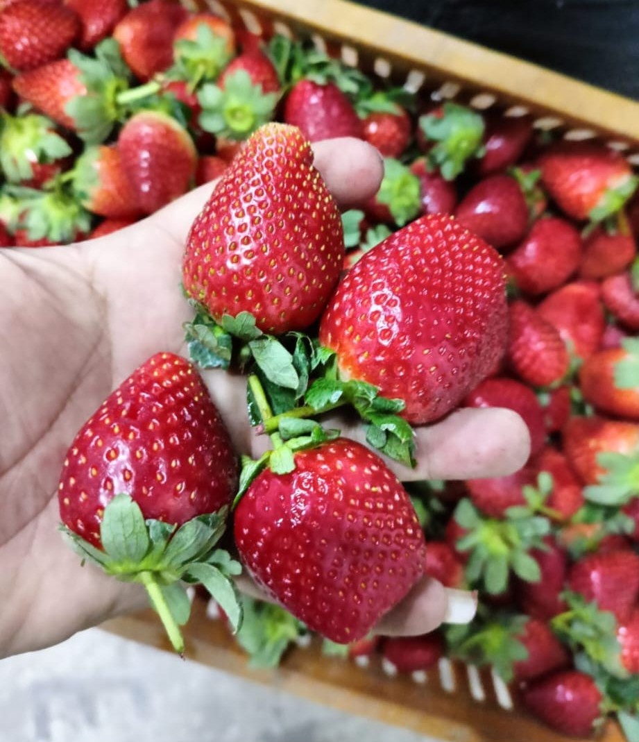 Four strawberries in a hand