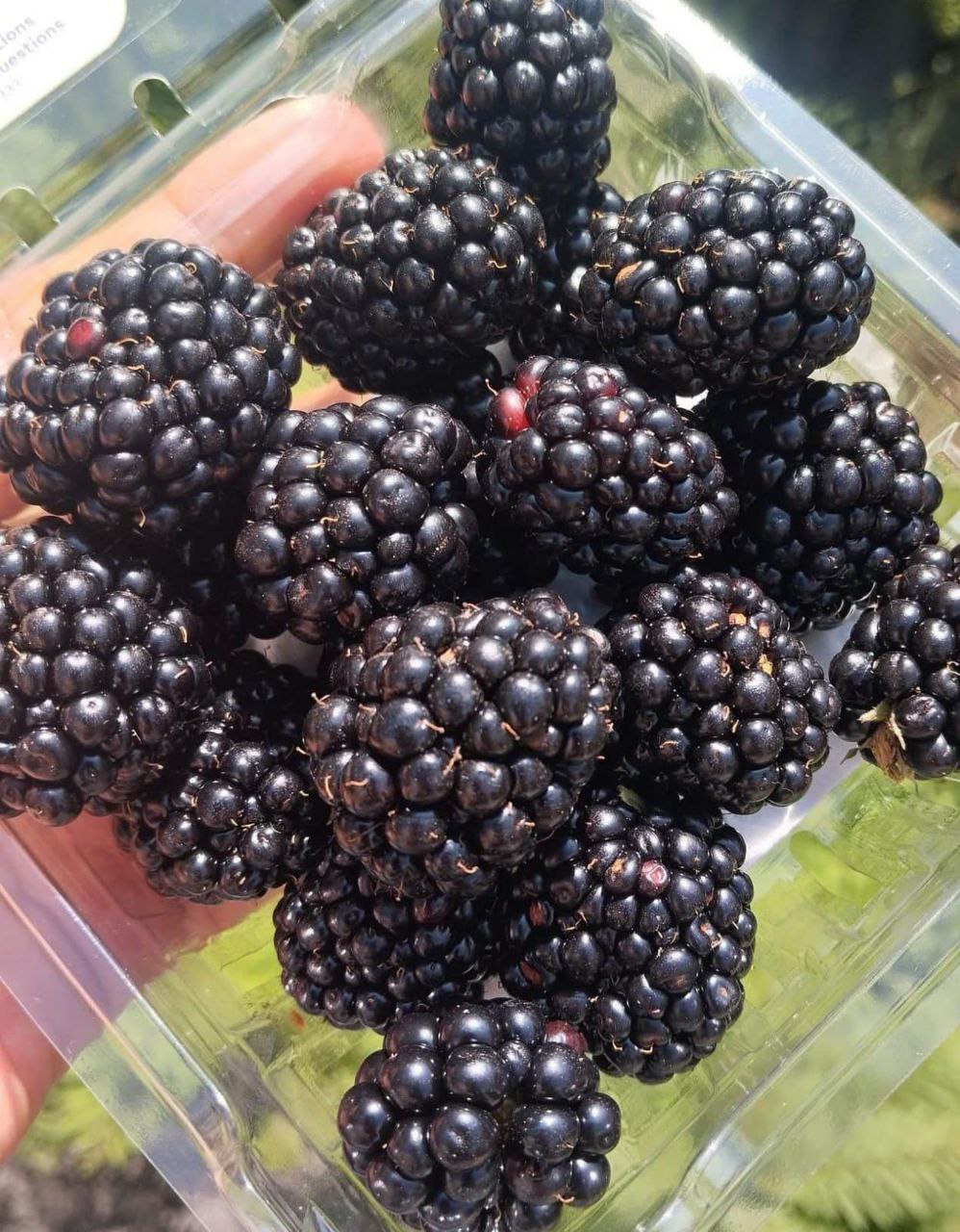 fresh blackberries