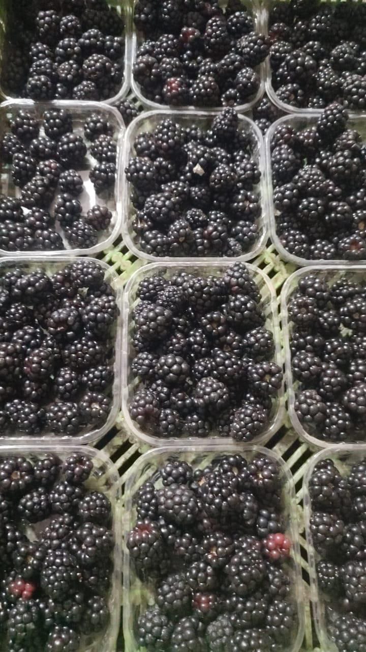 fresh blackberries in containers